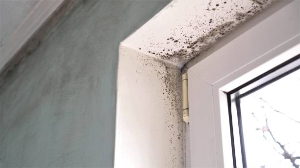 Best Basement Mold Removal  in Holyoke, MA