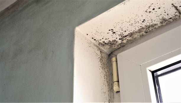 Best Mold Odor Removal Services  in Holyoke, MA