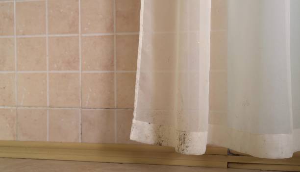 Best Emergency Mold Remediation  in Holyoke, MA