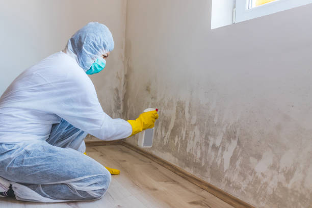 Mold Documentation for Insurance Claims in Holyoke, MA