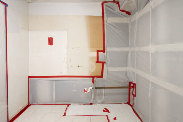 Best Attic Mold Removal  in Holyoke, MA