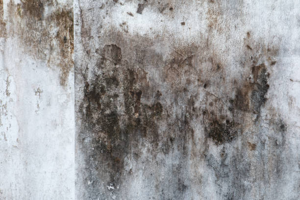 Best Black Mold Removal  in Holyoke, MA