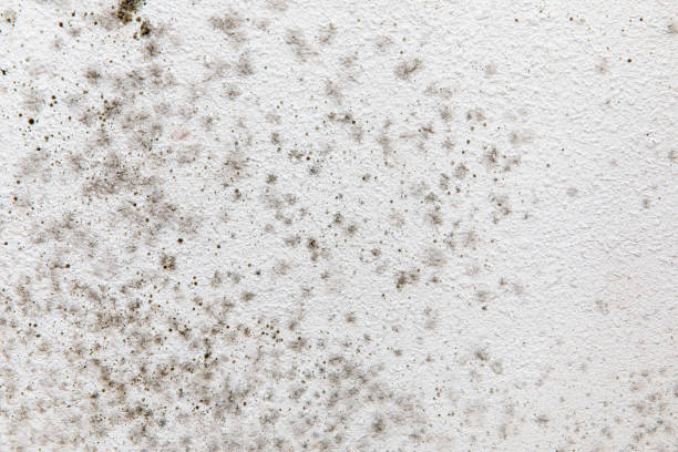 Best Mold Prevention Services  in Holyoke, MA