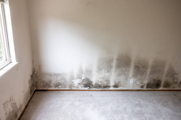 Best Mold Remediation for Rental Properties  in Holyoke, MA