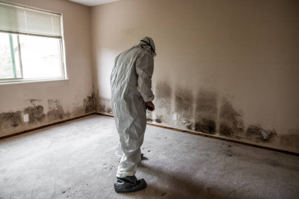 Forensic Mold Investigation in Holyoke, MA