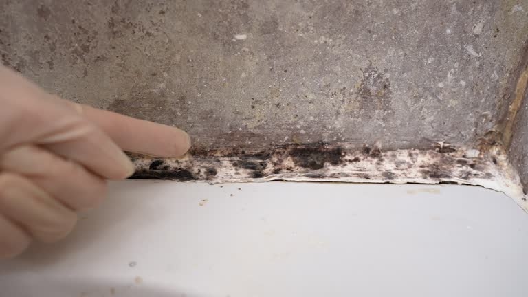 Mold Odor Removal Services in Holyoke, MA