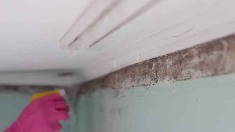 Best Mold Remediation for Healthcare Facilities  in Holyoke, MA