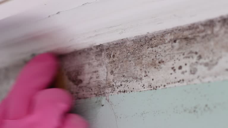 Best Mold Damage Restoration  in Holyoke, MA